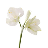 Artificial Amaryllis Flowers, 21.5 Inches, Red, White, Pink, Set Of 3, Faux Lilies For Wedding, Home, Office, Hotel Decor (White)