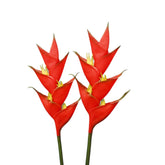 2 Pack Large Bird Of Paradise Heliconia Stem Artificial Flowers,Greenery Plants 1 Stem 7 Petals Fake Flowers Permanent Flower,Used For Diy Party, Office, And Home Decoration Display (Red A)