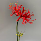 4 Stems 26.38'' Artificial Spider Lily Flowers Lycoris Radiata For Home Garden Decoration Red