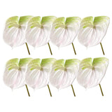 8 Pcs 24Inch Artificial Anthurium Lily Flowers Permanent Flower For Home Decoration Bouquet And Green Leaf,Wedding Festival Decoration Flower Arrangement (White)