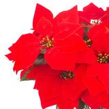 5 Artificial Poinsettia Flowers Bouquet Christmas 7 Heads 19.6”Faux Red Poinsettia Bush Fake Flowers For Home Porch Xmas Tree Garden Indoor Outdoor Office Christmas Decorations