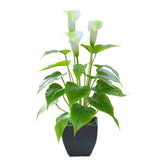 Artificial Flower Calla Lily Faux Small Potted Plant With Black Pot Fake Bonsai Flower For Home, Office, Indoor And Outdoor Occasions Decor (White Fake Flower)