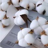 5 Pack Cotton Stems, 50Pcs Cotton Flower Bolls, 20 Inch Cotton Branch, Natural Cotton Floral Plant Stick For Farmhouse Decor, Vase Fillers