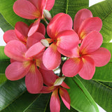 35.5 Inch Artificial Flowers Artificial Frangipani Flower 2 Stems Lifelike Real Touch Artificial Plumeria Flowers For Home Party Wedding Bouquet Home Decoration (Red)