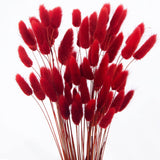 60Pcs Dried Bunny Tails Flowers Red Pampas Grass Natural Dried Floral Arrangement Dry Flowers For Christmas Halloween Boho Decor Home Wedding Diy Craft Decoration (16")…