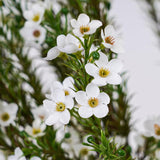 Artificial Flowers For Decoration, 6Pcs 26Inch White Wintersweet Fake Flowers,Faux Flowers For Vase,Faux Floral Stems For Wedding Party Kitchen Home Decorations (6, White Wintersweet)