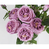 Real Touch Purple Austin Roses Peonies Artificial Flowers 4 Bouquets Latex Fake Peonies With Long Stem Realistic Faux Peonies For Wedding Party Home Table Centerpieces Decor (Deep Purple)