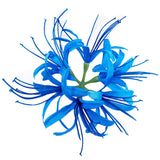 5 Pcs Spider Lily Artificial Flower Heads Real Touch,Stemless Faux Spider Lily Flower Heads For Home Decor Diy Wedding Table Garden Party Decor (Blue)