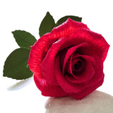 Paper Rose 1St Anniversary Flower Gift For Her, Handmade Crepe Paper Flower For Valentine'S Day, 1 Year Wedding Anniversary, Birthday, Mothers Day(Red)