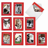 - 10 All Occasion Blank Cat Cards (4 X 5.12 Inch) - Cute Assorted Bulk Card Set - Heartfelt Cats M5658Ocb-B1X10