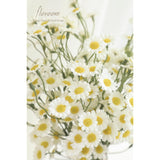 24Pcs Ivory Small Artificial Flowers Faux Silk Daisies Fake Wildflowers With Stems For Diy White Wedding Bouquets Floral Arrangements Party Decor Centerpieces Decorations (Vase Not Included)