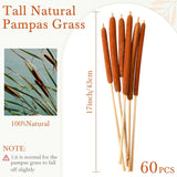 60 Pcs Large Brown Cattails Flowers 17 Inch Real Dried Natural Cattails Stems Bundles Jumbo Cat Tail Bulrush Plants For Diy Floral Arrangements Wedding Home Farmhouse Gardens Decor