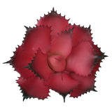 Artificial Succulent Plant 5.15 Inch Faux Succulents Agave Potatorum Flower Arrangement Craft Wall Diy Materials,Pack Of 2 (Rose)