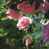5Pack Flower Garland Artificial Fake Rose Garland Vine Artificial Flowers For Decoration Floral Garlands Decor-Total 41 Ft (Pink)