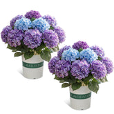 2 Pack Hydrangea Artificial Flowers Bouquets With Pot - Fake Silk Hydrangeas Faux Flowers For Home Arrangements Porch Garden Wedding Party Decor(Gradient Purple)