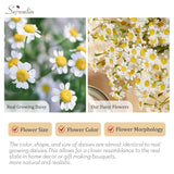 12Pcs White Daisy Flowers Artificial, Realistic Small Fake Daisies Faux Wildflower Bouquet, Arrangements For Wedding, Vase Centerpiece Table Decorations, Diy Home Party(Not Include Vase)
