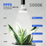 Orbgrow OG11A Grow Light Bulbs 2 Pack Full Spectrum E26 Plant Lights with Timer