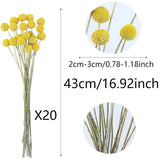 20 Pcs Natural Dried Flowers Craspedia Billy Balls Flowers Billy Buttons Balls Dried Floral Bouquet For Flower Arrangements Wedding Home Tall Vase Crafts Decor Yellow
