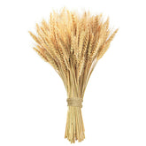 17.7 Inches Dried Wheat Stalks, 100 Stems Dried Flowers 100% Natural Wheat For Home Kitchen Office Flowers Arrangement Wedding Table Christmas Farmhouse Boho Party Fall Décor
