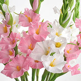 6Pcs Artificial Gladiolus Flowers White And Pink Fake Gladiolus Flowers Silk Gladiolus Flowers With Stems Fake Gladiolus Flowers For Wedding Garden Home Party Table Floral Arrangement