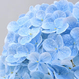 3Pcs 21In Hydrangea Artificial Flowers, Latex Real Touch Hydrangeas Lifelike Large Hydrangea Flowers For Home Decor Party Arrangements Wedding Bouquets Centerpieces (Blue)