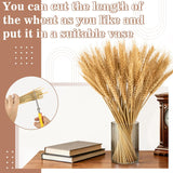 100 Stems Dried Wheat Stalks For Decor - Sheaves Grass Natural Bunch Flowers Home Wedding Table Kitchen Boho Farmhouse Fall Arrangement Diy Decoration 12.9 Inches