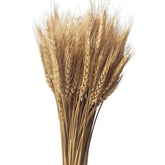 100 Stems Dried Wheat Stalks Natural Wheat Bundle For Home Decor, Crafts