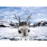 Reindeer Funny Christmas Cards Boxed With Envelopes Set Of 12 Holiday Cards And 12 Envelopes. Made In Usa.
