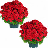 Artificial Topiary For Outdoors- 20” Potted Plant Fake Geraniums Bush-Uv Resistant Artificial Outdoor Plant For Front Porch, Garden, Yard, Patio Decor (Red)