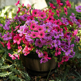 Artificial Faux Outdoor Indoor Plants Flowers For Spring Summer Decoration, 12 Bundles Fake Silk Daisy Eucalyptus Realistic Uv Resistant For Outside Planter Pot Window Porch .?Purple And Pink?