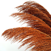 Pampas Grass Decor Tall,Long Pampas, Large Pompas Floral, Elegant Feather Flowers For Wedding Decorations, Living Room Decor (Natural Orange, 8Pcs 31.5"(80Cm))
