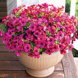 Artificial Flowers For Outdoor Indoor Garden Home Decoration, Faux Flower Daisy With Eucalyptus Leaves Fake Plants Greenery Boxwood Porch Patio, 12 Bundles (Rose Red)