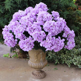 2-Pack Lavender Hydrangea Bush - 7 Realistic Silk Flowers Each - Uv Resistant For Indoor & Outdoor Decor - Perfect For Spring, Summer, Patio, Garden, Home & Office