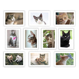 Adorable Cats And Kittens Greeting Cards-Set Of 10 All Occasion 5X7 Note Cards With Envelopes. Blank Inside. Cute Photos Of Lovable Furbabies!
