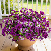 12 Piece Outdoor Artificial Flowers Fake Pansies -Two-Tone Faux Flowers Per Stem, Uv Resistant For Indoor Outdoor Porch Garden Planters Patio Window Box Home Decor(Light Purple Red Lotus)