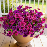 12 Piece Outdoor Artificial Flowers Fake Pansies -Two-Tone Faux Flowers Per Stem, Uv Resistant For Indoor Outdoor Porch Garden Planters Patio Window Box Home Decor(Light Purple Fuchsia)