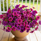 12 Piece Outdoor Artificial Flowers Fake Pansies -Two-Tone Faux Flowers Per Stem, Uv Resistant For Indoor Outdoor Porch Garden Planters Patio Window Box Home Decor(Light Purple Fuchsia)
