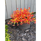 Faux Flower Daisy With Eucalyptus Leaves Fake Plants Greenery Boxwood Outdoor Indoor Garden Home Decoration Porch Patio (F-Orange)