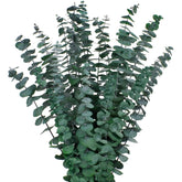 12Pcs Dried Eucalyptus Bundle 17'' Real Eucalyptus Stems 100% Natural Fresh Leaves Hanging Plants Greenery Stems For Shower Home Decor Flower Arrangement Wedding