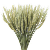 100 Pcs Dried Wheat Stalks Bundle Natural Dried Wheat Sheaves Stems Wheat Grass Dried Flowers Arrangement Bouquet For Wedding Party Table Centerpiece Fall Harvest Wreath Boho Decor Farmhouse