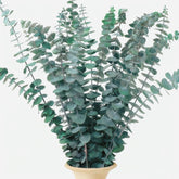 18Pcs Dried Eucalyptus Stems, 17" Real Preserved Eucalyptus Bouquet For Wedding, Home Decor, Farmhouse, Diy Spring Decor, Bathroom Decor, Dried Flowers Bouquet