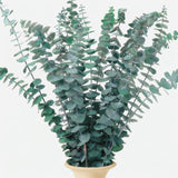 18Pcs Dried Eucalyptus Stems, 17" Real Preserved Eucalyptus Bouquet For Wedding, Home Decor, Farmhouse, Diy Spring Decor, Bathroom Decor, Dried Flowers Bouquet