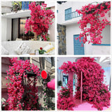 Pack Of 16 - Artificial Bougainvillea Flower Stems Silk Bougainvillea Long Branches Full Blossoms For Home Wedding Table Centerpiece Shower Event Backdrop Indoor Outdoor Decorations (Fuchsia)