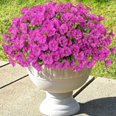 Artificial Fake Flowers Plants For Outdoor Spring Summer Decoration,12 Bundles Uv Resistant Faux Silk Morning Glory Eucalyptus Flowers For Home Planter Porch Patio Decor (Fuchsia, 12Pcs)