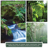 A Cheerful Giver - Rainforest - 24oz Scented Candle Jar - Cheerful Candle -135 Hours of Burn Time, Candles Gifts for Women