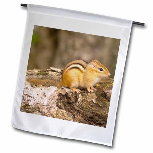 3dRose New Hampshire, Lincoln, Franconia Notch SP 12 x 18 inch Garden Flag