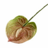 8Pcs Artificial Anthurium Flower Branch 60Cm 3D Printing Effect Faux Real Touch Single Stem Per Piece Anthurium For Home Table Floral Decoration (Chamapgne With Ligth Green)
