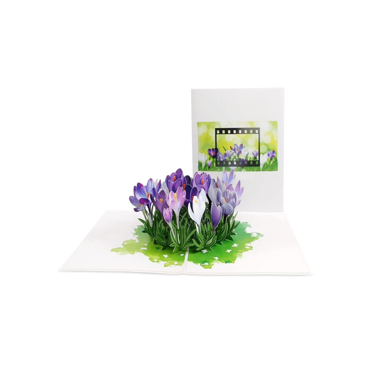 3D Pop Up Greeting Card – Purple Crocus Flowers In Bloom, Handmade Paper Art For Birthday, Mother’S Day, Spring, Thank You & Garden Lover Gift With Envelope F37