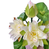 2Pcs Artificial Water Lily Flower Bouquet Silk Nymphaea Tetragona Plant Bunch Lotus For Hotel Shop Office Floral Decoration (White)