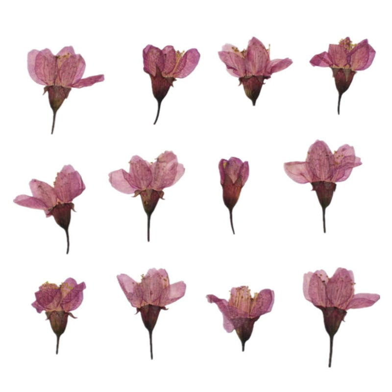 12Pcs Natural Dried Flowers Real Flower Pressed Sakura Flower Scrapbooking Emb